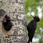 Black Woodpecker